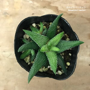 nI`A (nIVA) Gm 3|bgcA ϗtA  ԕc CeAO[