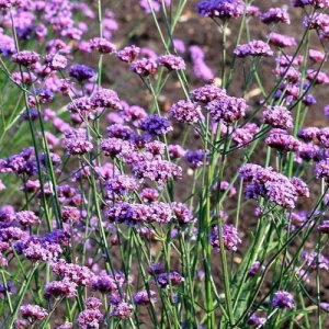 yPi / 3Zbgzo[xi {iGVX ojeB3|bgciTWNo[xijCObVK[f h ԕc N Oڃo[xi