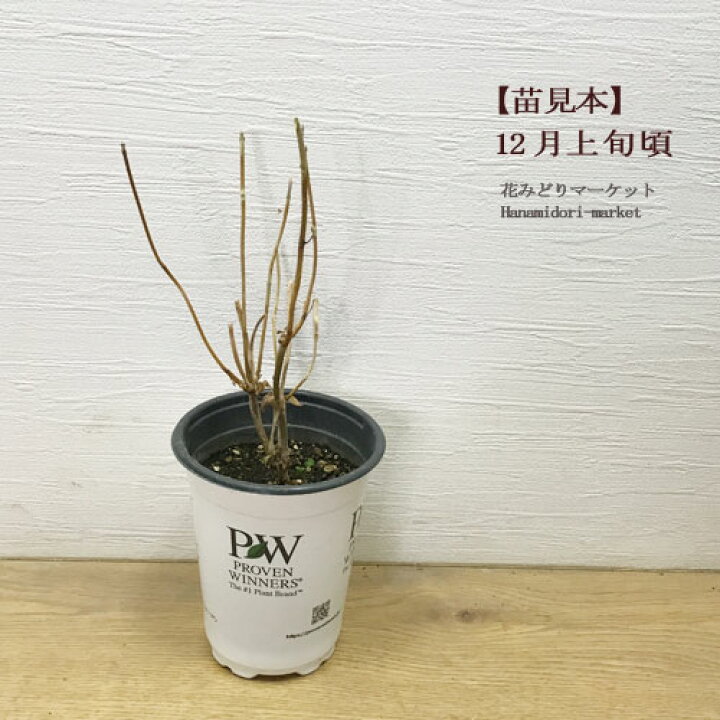 楽天市場】アジサイ （ハイドランジア）ラグランジア シャンデリーニ  