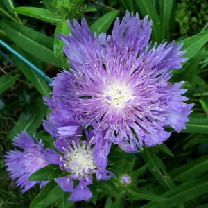 yPi / 3ZbgzXgPVA IKXJCPbg 3|bgcԕc c CObVK[f h N sN x_[ lG炫