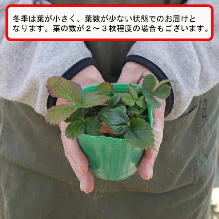 楽天市場 いちご苗 よつぼし 3 3 5号ポット苗 ガーデニング 家庭菜園 ベランダ菜園 おいしい 苗 人気 イチゴ イチゴ苗 花みどりマーケット 楽天市場店