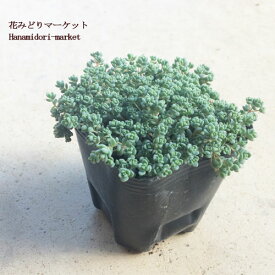 楽天市場 セダム グランドカバー 種類 植物 ユーフォルビア の通販 楽天市場 セダム グランドカバー 種類 植物 ユーフォルビア の通販