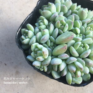 yPi / 3ZbgzZ_ vtF 3|bgc A OhJo[ N ԕc