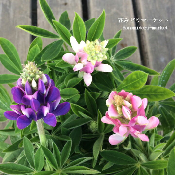 楽天市場 ルピナス ピクシーデライト ピンク系 パープル系 3 5号ポット苗花苗 多年草 宿根草 冬 春 耐寒 ピンク 紫 ブルー 花みどりマーケット 楽天市場店