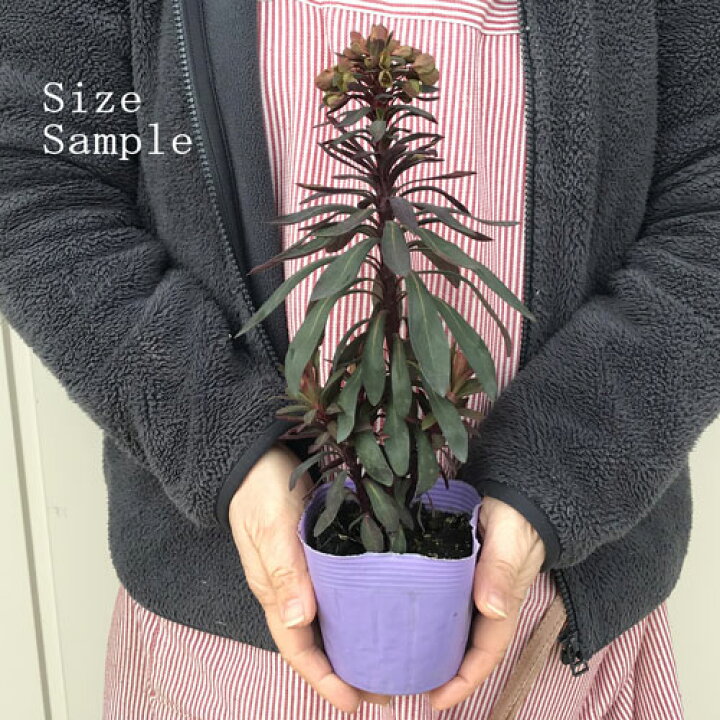 楽天市場 ユーフォルビア ブラックバード 3 3 5号ポット苗イングリッシュガーデン カラーリーフ 多肉植物 ドライガーデン 花苗 多年草 宿根草 花みどりマーケット 楽天市場店 楽天市場 ユーフォルビア ブラックバード 3 3 5号ポット苗イングリッシュガーデン カラーリーフ 多肉植物 ドライガーデン 花苗 多年草 宿根草 花みどりマーケット 楽天市場店