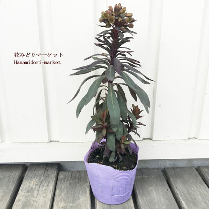 楽天市場 ユーフォルビア ブラックバード 3 3 5号ポット苗イングリッシュガーデン カラーリーフ 多肉植物 ドライガーデン 花苗 多年草 宿根草 花みどりマーケット 楽天市場店 楽天市場 ユーフォルビア ブラックバード 3 3 5号ポット苗イングリッシュガーデン カラーリーフ 多肉植物 ドライガーデン 花苗 多年草 宿根草 花みどりマーケット 楽天市場店