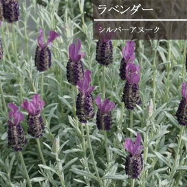 楽天市場 カラーリーフ類 葉の美しい植物 草花類 花みどりマーケット 楽天市場店