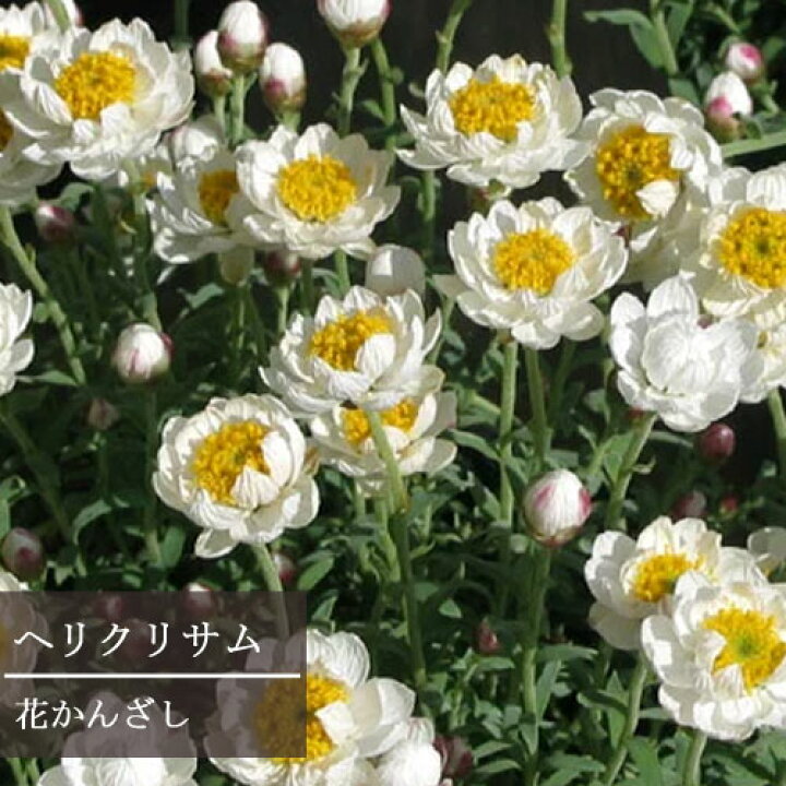 楽天市場 ヘリクリサム ハナカンザシ 3号ポット苗花苗 寄せ植え 冬 春 多年草 白 花みどりマーケット 楽天市場店