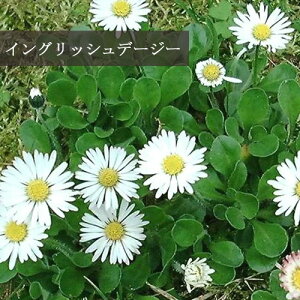 yPi / 3ZbgzCObVf[W[ 3`3.5|bgcCObVK[f ϊ ԕc N h Ԃ̕c A Ԓd  v 2