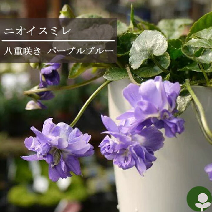 楽天市場 ニオイスミレ パルマスミレ八重紫花 3 5号ポット苗香り 芳香 花苗 スミレ 多年草 宿根草 鉢花 花みどりマーケット 楽天市場店