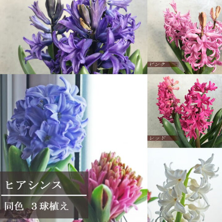 楽天市場 ヒヤシンス 3球植え 4号ポット 赤 ピンク 白 青 紫 黄 全5色ヒアシンス 香り 花苗 球根 鉢花 花みどりマーケット 楽天市場店