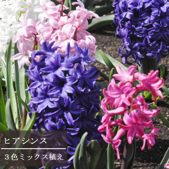 楽天市場 ヒヤシンス 3球植え 4号ポット 3色植えヒアシンス 香り 鉢花 花苗 球根 花みどりマーケット 楽天市場店