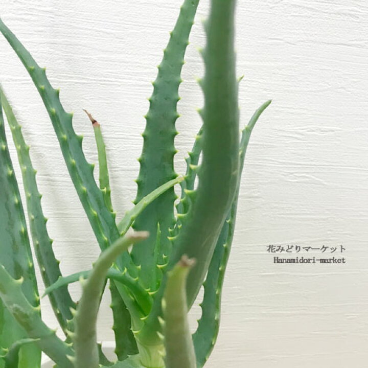 楽天市場 キダチアロエ 医者いらず 5号プラ鉢多肉植物 ハーブ 花苗 観葉植物 花みどりマーケット 楽天市場店 楽天市場 キダチアロエ 医者いらず 5号プラ鉢多肉植物 ハーブ 花苗 観葉植物 花みどりマーケット 楽天市場店