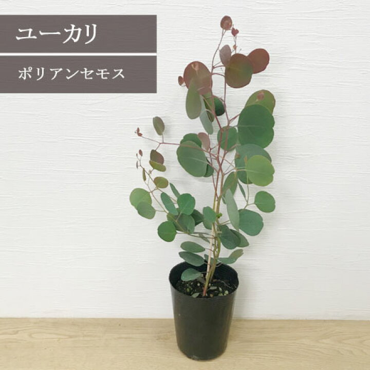 楽天市場 ユーカリ ポリアンセモス シルバーダラー 3 3 5号ポット苗花木 観葉植物 花苗 寄せ植え 庭木 コンテナ 香り 芳香 カラーリーフ 切り花 フラワーアレンジメント ドライフラワー 花みどりマーケット 楽天市場店