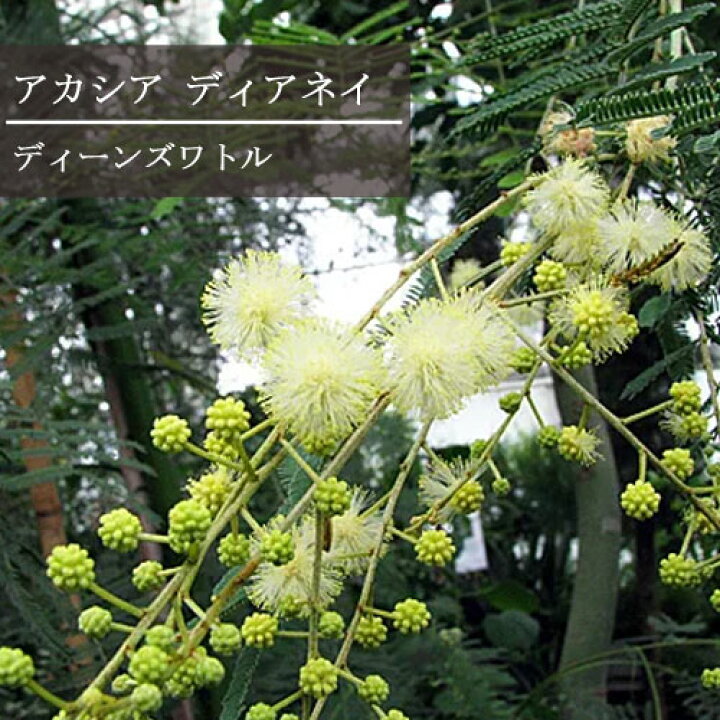 楽天市場 アカシア ディーンズワトル アカシア ディアネイ 3号ポット苗 庭木 シンボルツリー カラーリーフ 花苗 花木苗 花みどりマーケット 楽天市場店