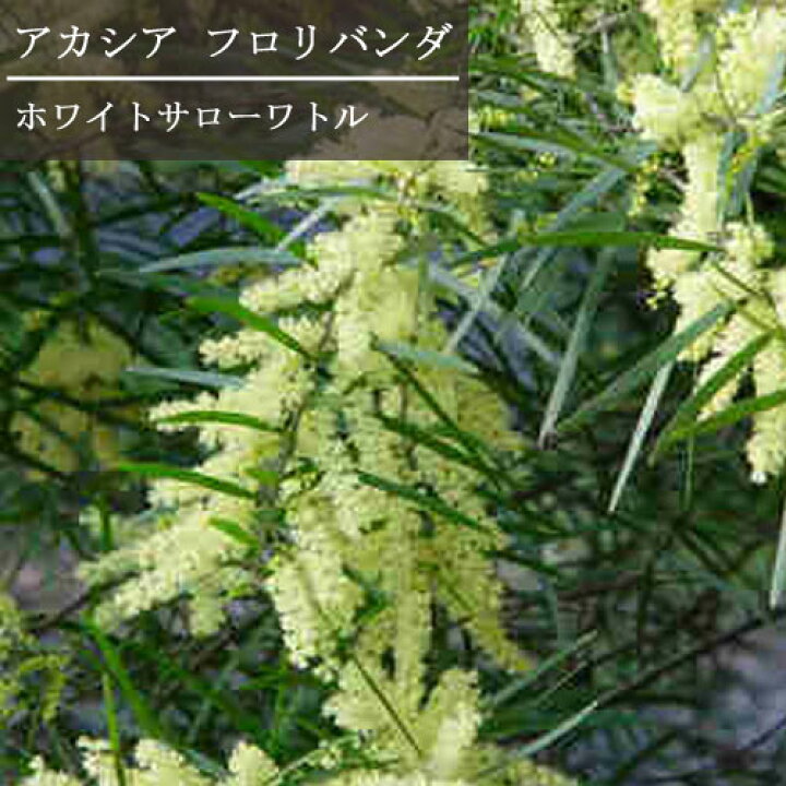 楽天市場 アカシア フロリバンダ ホワイトサローワトル 3号ポット苗庭木 シンボルツリー カラーリーフ おしゃれ 花苗 花木苗 花みどりマーケット 楽天市場店 楽天市場 アカシア フロリバンダ ホワイトサローワトル 3号ポット苗庭木 シンボルツリー カラーリーフ おしゃれ 花苗 花木苗 花みどりマーケット 楽天市場店