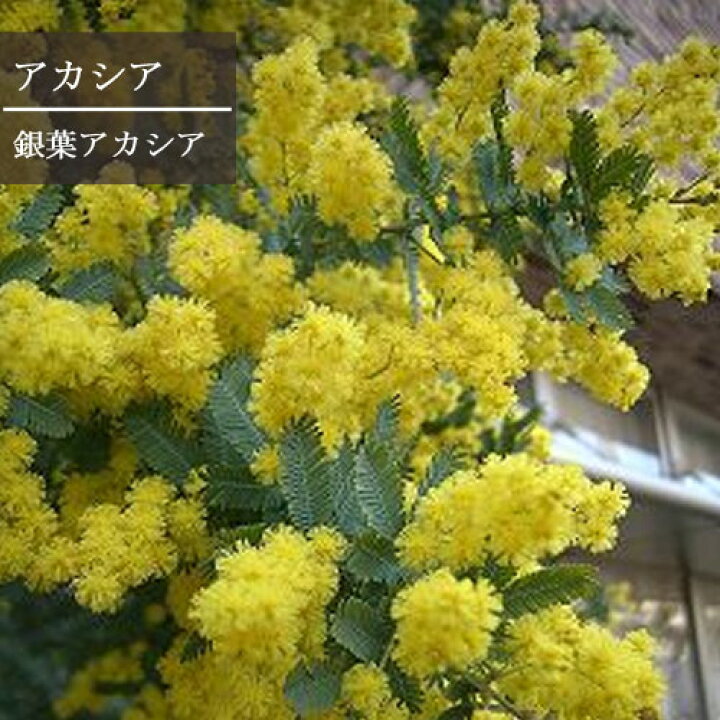 楽天市場 アカシア 銀葉アカシア ミモザアカシア 3 3 5号ポット苗ミモザ 花木 庭木 花苗 シンボルツリー 常緑 寄せ植え 花みどりマーケット 楽天市場店