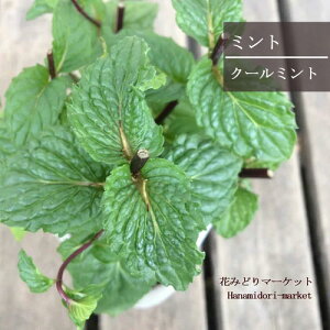 ~g N[~g 3|bgcn[u ϊ Ϗ  CObVK[f |^WF ԕc n[uc N h