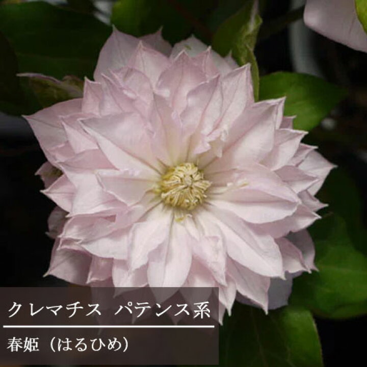 楽天市場 クレマチス 八重咲き パテンス系 春姫 ハルヒメ 3 3 5号ポット苗ツル 鉢花 花苗 多年草 ピンク フェンス 花みどりマーケット 楽天市場店