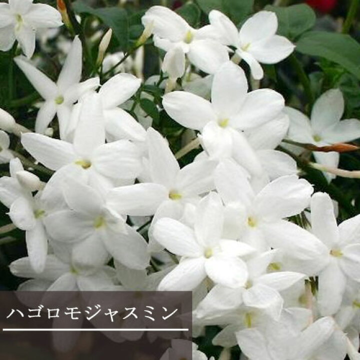 楽天市場】【単品 / 3個セット】ハゴロモジャスミン 3号ポット苗羽衣 