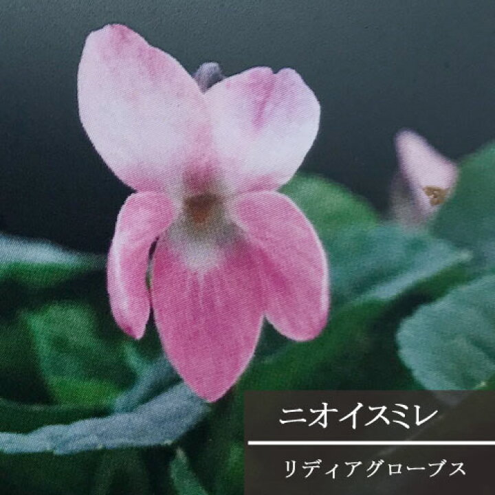 楽天市場 ニオイスミレ リディアグローブス 3号ポット苗花苗 宿根草 多年草 耐寒性 鉢花 寄せ植え 花壇 香り 芳香 すみれ スミレ 花みどりマーケット 楽天市場店
