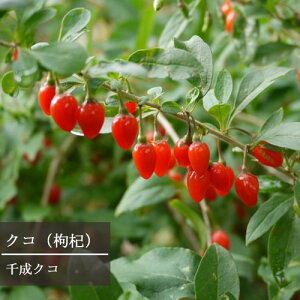 yPi / 3ZbgzNR 琬 3|bgc Nʎ lC 