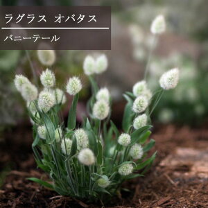 yPi / 3ZbgzOX Io^X oj[e[3|bgc OX ԕc ϊ Ϗ hCt[ ؂