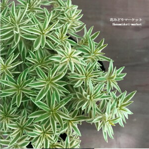 yPi / 3ZbgzZ_ ֖N ( tN}lOT )2.5`3|bgc Im}lOT P qTT OhJo[ CeAO[ A hCK[f