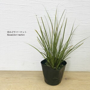 yPi / 3ZbgzJbNX tQtF LEC 2.5`3|bgcCObVK[f OX J[[t ԕc N h 񂹐A Rei Ԓd A i`K[f