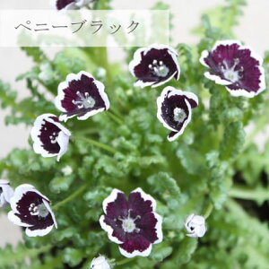 yPi / 3ZbgzltB@yj[ubN3|bgcԕc K[fjO Ԓd t ϊ  2