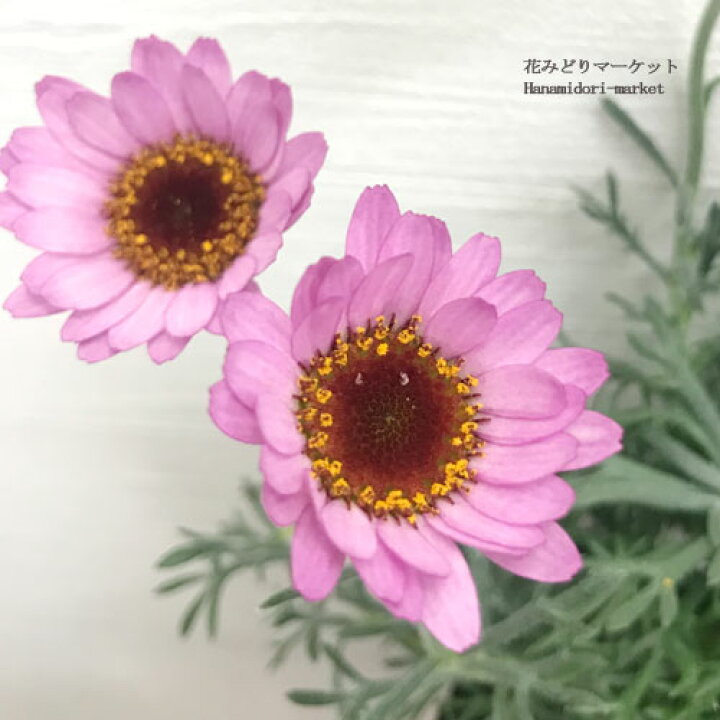 楽天市場 ローダンセマム クレールローズ 3号ポット苗花苗 花の苗 庭植え 鉢植え 寄せ植え 花壇 鉢花 多年草 ピンク 春 花みどりマーケット 楽天市場店
