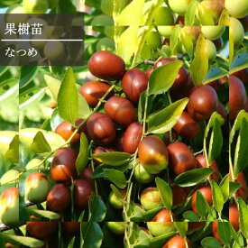 ナツメ 5号ポット苗健康野菜 庭木 果樹 花木 花苗 果樹苗 花の苗 シンボルツリー