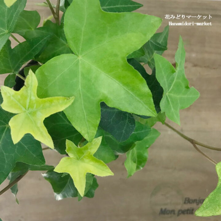 楽天市場 ヘデラ シフォン イングリッシュアイビー 3号ポット苗花苗 多年草 グランドカバー インテリアグリーン 観葉植物 寄せ植え 花みどりマーケット 楽天市場店