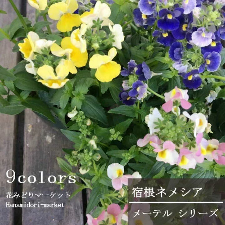 楽天市場 ネメシア メーテル シリーズ 3 5号ポット苗花苗 多年草 鉢花 宿根草 寄せ植え 香り 芳香 花みどりマーケット 楽天市場店