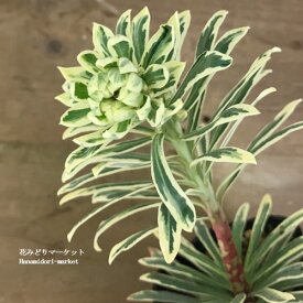 【単品 / 3個セット 】ユーフォルビア シルバースワン 3〜3.5号ポット苗イングリッシュガーデン 宿根草 カラーリーフ 耐寒性 花苗 多年草