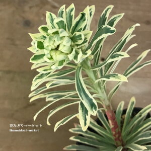 yPi / 3Zbg z[tHrA Vo[X 3`3.5|bgcCObVK[f h J[[t ϊ ԕc N