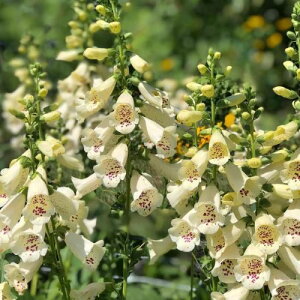 【単品 / 3個セット】ジギタリスエレガント クリーム3号ポット苗フォックスフェイス【切花向き】【ガーデニング】【宿根草】【耐寒性】