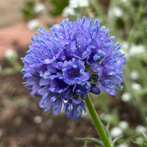 yPi / 3ZbgzMALs^[^iv^Tu[j3|bgcyCObVK[fzy؂ԃK[fjOzyϊz2