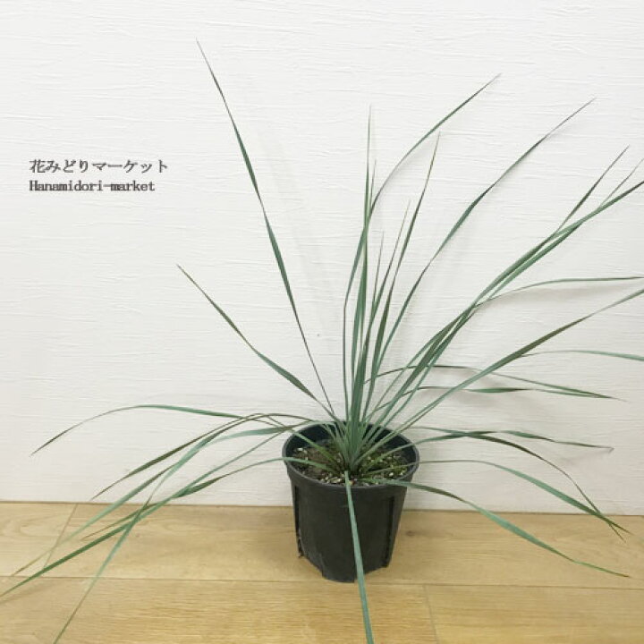 楽天市場】ユッカ 実生株 ロストラータ 5号ポット苗ドライガーデン 