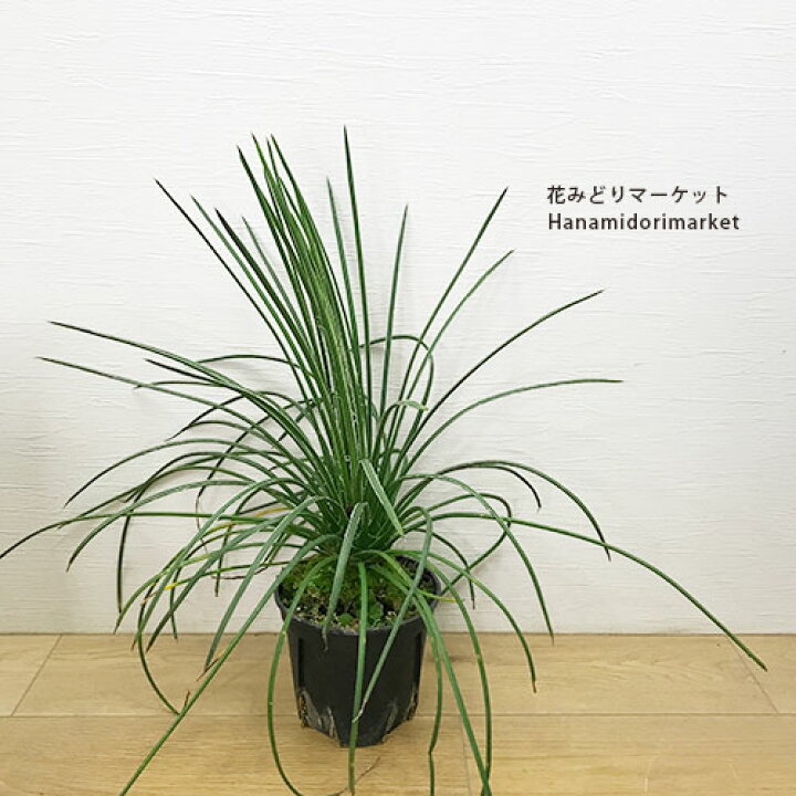楽天市場】アガベ ゲミニフローラ（ジェミニフローラ）5号ポット観葉 
