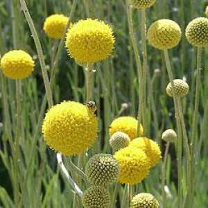 yPi / 3Zbgz NXyfBA O{[T3|bgciS[hXeBbNjԒd ؂ ԕc c F CG[