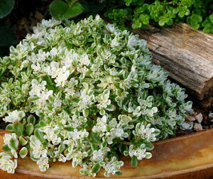 Z_ ۗtN itC}o}lOTj2.5`3|bgcOhJo[ J[[t hCK[f ϗtA A ԕc N