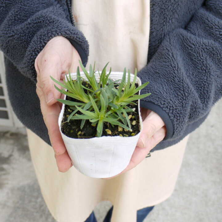 楽天市場 宿根カスミ草 八重咲き ホワイト 3 3 5号ポット苗 カスミソウ イングリッシュガーデン 花苗 多年草 宿根草 白 切り花 耐寒性 花みどりマーケット 楽天市場店