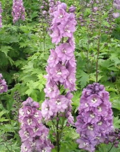 yPi / 3ZbgzftBjE}WbNtHe@CbN3|bgcCObVK[f ؂ K[fjO h ϊ