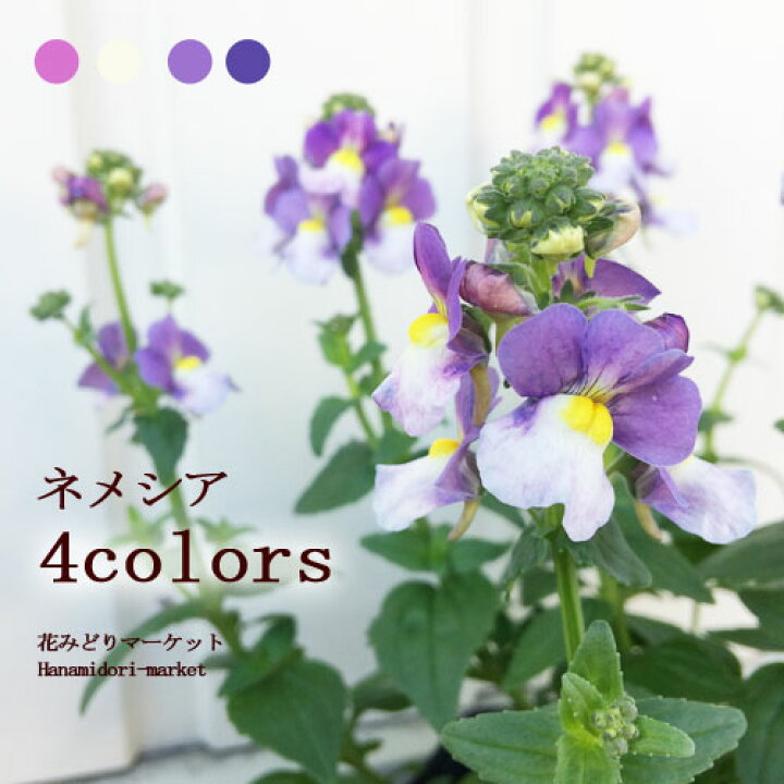 楽天市場 宿根ネメシア 全4色 3 5号ポット苗 蕾または開花株宿根草 春の花 香り 花みどりマーケット 楽天市場店
