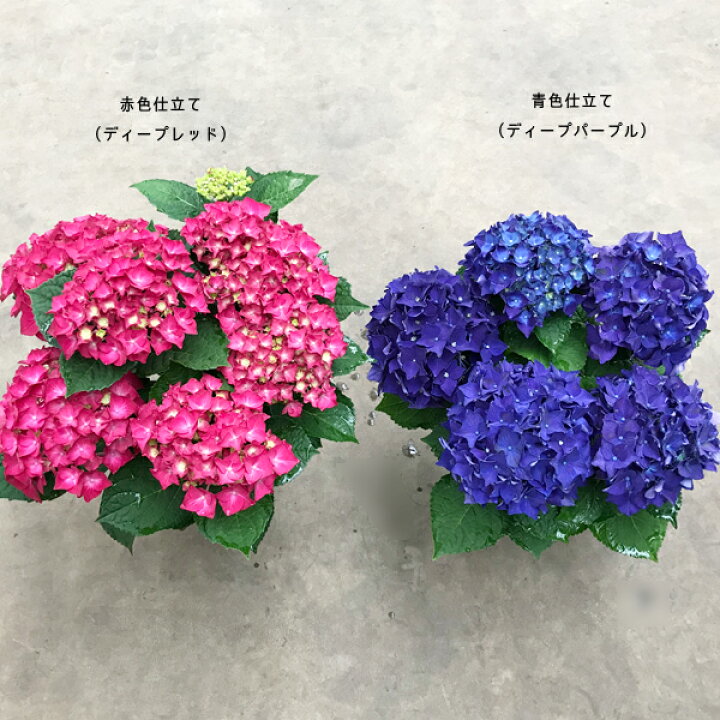 楽天市場 アジサイ ディープレッド 3 5号ポット苗 ハイドランジア あじさい 紫陽花 花みどりマーケット 楽天市場店