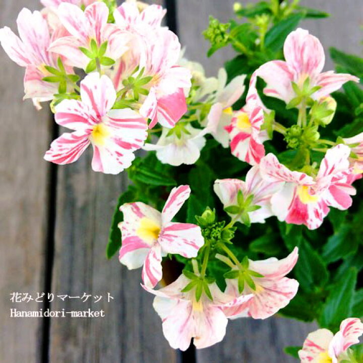 楽天市場 ネメシア フェアリー マーブルピンク 3 5号ポット苗花苗 寄せ植え 花壇 ガーデニング 香り 耐寒 レア 珍しい 春 冬 秋 花みどりマーケット 楽天市場店