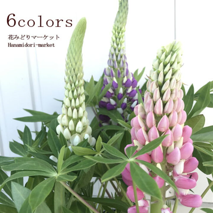 楽天市場 ルピナス スプリングスマイル 3 5号ポット苗イングリッシュガーデン 宿根草 花苗 多年草 花みどりマーケット 楽天市場店