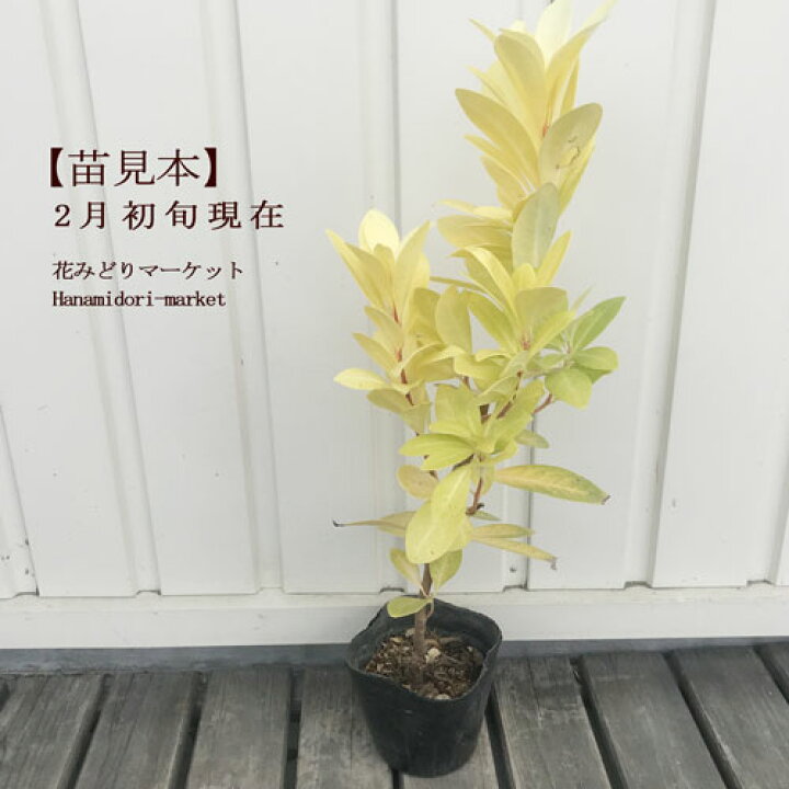 国内正規品 シキミ 5号ポット苗 Rmladv Com Br