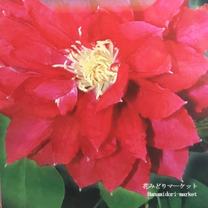 楽天市場 クレマチス八重咲き フロリダ系 レッドスター3 3 5号ポット苗 新旧両枝咲き ツル 鉢花 花苗 多年草 ピンク フェンス 花みどりマーケット 楽天市場店
